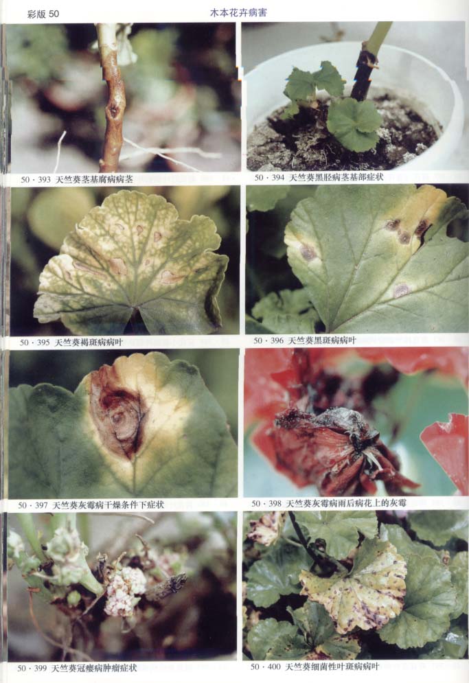 《木本花卉病虫害》图谱